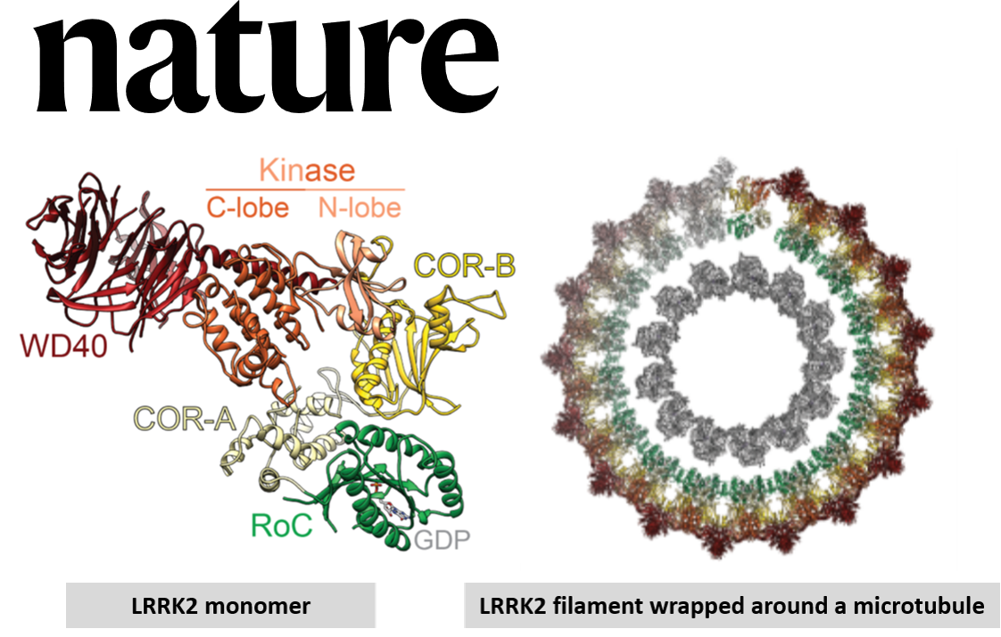 This is major progress in understanding Parkinson's disease biology!