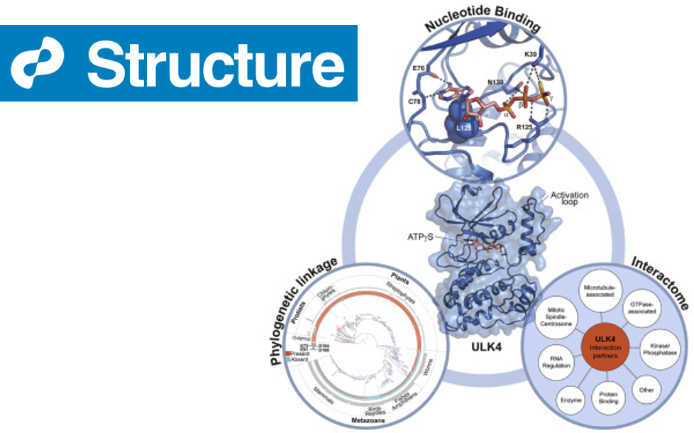 Nucleotide Binding, Evolutionary Insights, and Interaction Partners of the Pseudokinase Unc-51-like Kinase 4