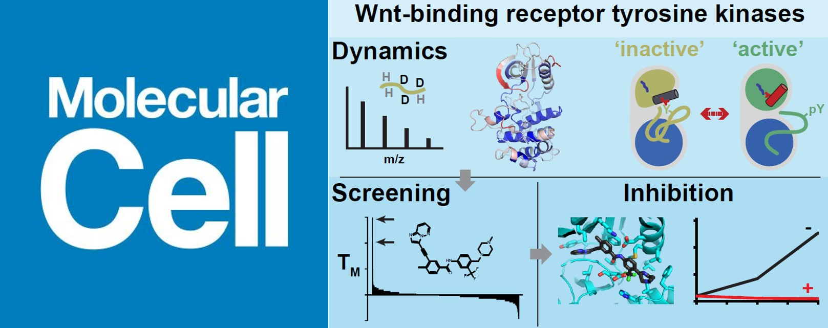 Molecular Cell - Wnt-binding receptor tyrosine kinases