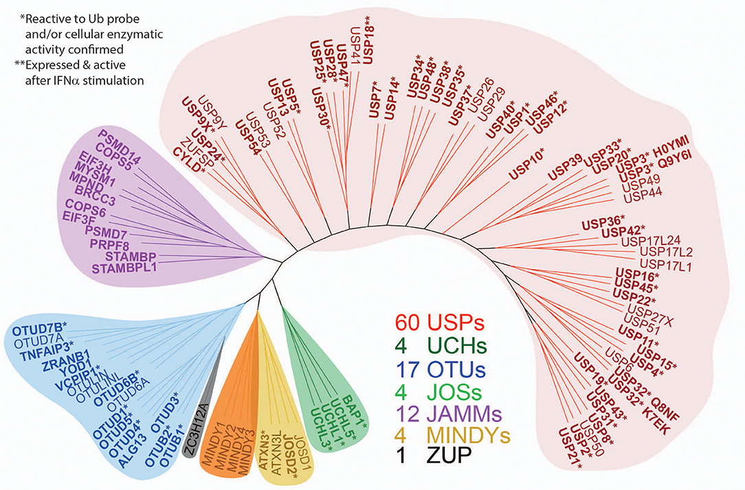 Expanded panel of active DUBs across the different enzyme subfamilies